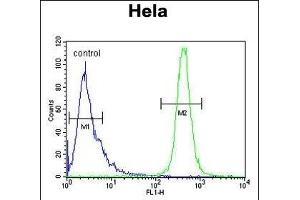 I Antibody (C-term) (ABIN653856 and ABIN2843116) flow cytometric analysis of Hela cells (right histogram) compared to a negative control cell (left histogram). (IMP3 抗体  (C-Term))