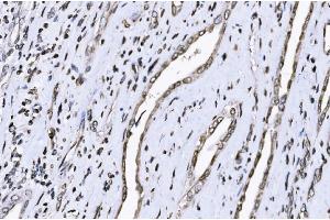 IHC analysis of SUN2 using anti-SUN2 antibody (ABIN7601278).