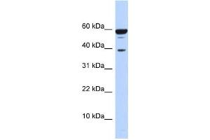 Western Blotting (WB) image for anti-Protein Phosphatase 1, Regulatory Subunit 8 (PPP1R8) antibody (ABIN2458493) (PPP1R8 抗体)
