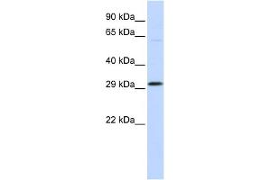 WB Suggested Anti-OVOL2 Antibody Titration:  0. (OVOL2 抗体  (Middle Region))