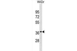 OR6K3 Antibody (N-term) (ABIN1881608 and ABIN2838717) western blot analysis in WiDr cell line lysates (35 μg/lane). (OR6K3 抗体  (N-Term))