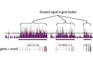 hMeDIP-chip performed on human brain DNA using 5-Hydroxymethylcytosine (5-hmC) antibody. (5-Hydroxymethylcytosine 抗体)