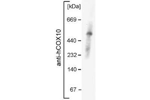 COX10 antibody - middle region  validated by WB using mouse mitochondria at 1:1000. (COX10 抗体  (Middle Region))