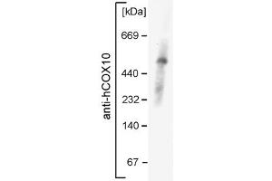 COX10 antibody - middle region  validated by WB using mouse mitochondria at 1:1000.