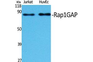 Western Blot (WB) analysis of specific cells using Rap1GAP Polyclonal Antibody. (RAP1GAP 抗体  (C-Term))