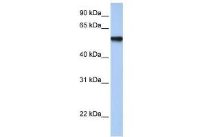 Western Blotting (WB) image for anti-Transcription Factor AP-2 gamma (Activating Enhancer Binding Protein 2 Gamma) (TFAP2C) (Middle Region) antibody (ABIN927445)