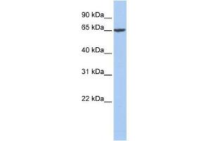Fibrinogen Alpha antibody used at 1 ug/ml to detect target protein.
