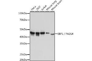 Western blot analysis of extracts of various cell lines, using EBP1/PG4 Rabbit mAb (ABIN7269550) at 1:1000 dilution. (PA2G4 抗体)