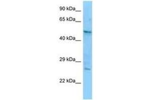 Image no. 1 for anti-Corticotropin Releasing Hormone Receptor 1 (CRHR1) (AA 93-142) antibody (ABIN6748307)
