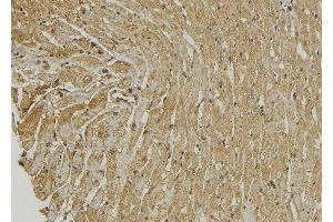 ABIN6272879 at 1/100 staining Mouse muscle tissue by IHC-P. (PRKCDBP 抗体  (Internal Region))
