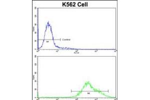 Flow cytometric analysis of K562 cells using PAX3 Antibody (N-term)(bottom histogram) compared to a negative control cell (top histogram)FITC-conjugated goat-anti-rabbit secondary antibodies were used for the analysis. (Paired Box 3 抗体  (N-Term))