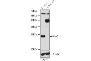 Western blot analysis of extracts from normal (control) and RhoC knockout (KO) 293T cells, using RhoC antibody (ABIN3021332, ABIN3021333, ABIN3021334 and ABIN1513483) at 1:1000 dilution. (RHOC 抗体  (AA 1-193))