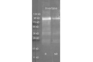 Image no. 1 for anti-Invertase antibody (Texas Red (TR)) (ABIN799705) (Invertase 抗体  (Texas Red (TR)))