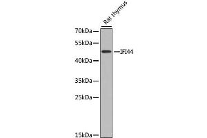 Western blot analysis of extracts of rat thymus, using IFI44 antibody. (IFI44 抗体)