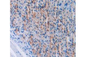 Used in DAB staining on fromalin fixed paraffin- embedded stomach tissue (NPPA 抗体  (AA 25-152))