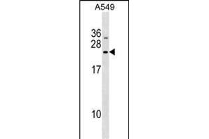 DNAJC5B Antibody (Center) (ABIN1538501 and ABIN2849474) western blot analysis in A549 cell line lysates (35 μg/lane). (DNAJC5B 抗体  (AA 58-84))