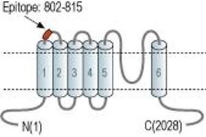 Representative domain view of the target of ABIN7885595.
