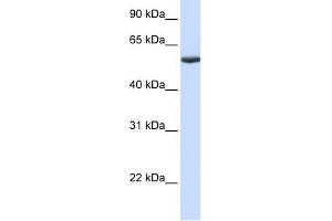 PHF10 antibody used at 1 ug/ml to detect target protein. (PHF10 抗体  (Middle Region))