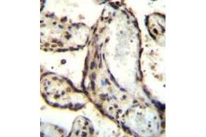 Immunohistochemistry analysis in formalin fixed and paraffin embedded human placenta tissue reacted with AP52035PU-N followed by peroxidase conjugation of the secondary antibody and DAB staining. (HEXIM1 抗体  (Middle Region))