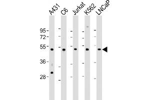 All lanes : Anti-CDC37 Antibody (Center) at 1:2000 dilution Lane 1: A431 whole cell lysate Lane 2: C6 whole cell lysate Lane 3: Jurkat whole cell lysate Lane 4: K562 whole cell lysate Lane 5: LNCaP whole cell lysate Lysates/proteins at 20 μg per lane. (CDC37 抗体  (AA 116-144))