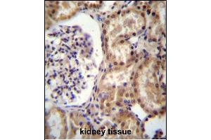 RNF43 Antibody (C-term) (ABIN657128 and ABIN2846272) immunohistochemistry analysis in formalin fixed and paraffin embedded human kidney tissue followed by peroxidase conjugation of the secondary antibody and DAB staining. (RNF43 抗体  (C-Term))