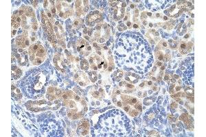 ARMCX6 antibody was used for immunohistochemistry at a concentration of 4-8 ug/ml to stain Epithelial cells of renal tubule (arrows) in Human Kidney. (ARMCX6 抗体  (N-Term))