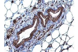 IHC-P Image SLC20A1 antibody [N3C2], Internal detects SLC20A1 protein at membrane and cytoplasm on mouse mammary gland by immunohistochemical analysis.