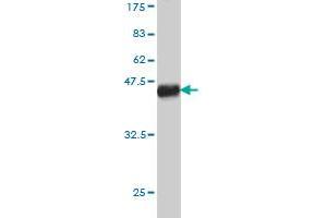 Western Blot detection against Immunogen (38. (T-Box 5 抗体  (AA 402-518))
