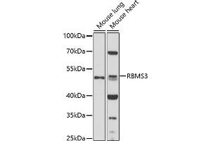Western blot analysis of extracts of various cell lines, using RBMS3 antibody (ABIN7270096) at 1:1000 dilution. (RBMS3 抗体  (AA 334-433))