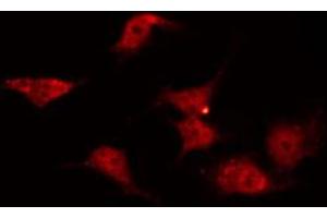 Immunofluorescence (fixed cells) (IF/ICC) image for anti-Olfactory Receptor, Family 2, Subfamily C, Member 3 (OR2C3) antibody (ABIN6263809)