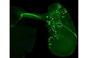 Immunofluorescence Microscopy of Chicken anti-GFP antibody. (GFP 抗体)