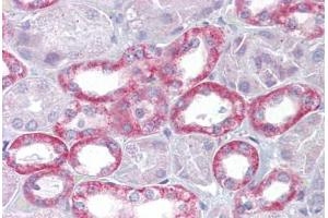 Anti-Klotho antibody IHC staining of human kidney. (Klotho 抗体  (AA 251-300))