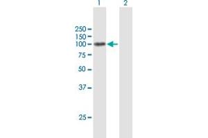 Western Blot analysis of ZNF263 expression in transfected 293T cell line by ZNF263 MaxPab polyclonal antibody. (ZNF263 抗体  (AA 1-683))
