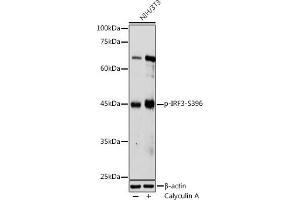 Western blot analysis of extracts of NIH/3T3 cells, using Phospho-IRF3-S396 antibody (ABIN6135244, ABIN6136112, ABIN6136113 and ABIN6225633) at 1:1000 dilution. (IRF3 抗体  (pSer396))