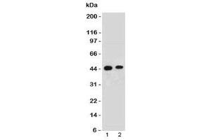 Western blot testing of human 1) HeLa and 2) 293 lysate with EMI-1 antibody.