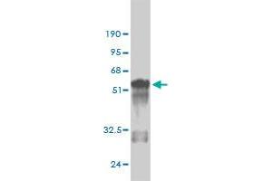 Western Blot detection against Immunogen (50.