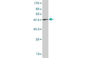 Western Blotting (WB) image for anti-Cofilin 1 (CFL1) (AA 1-166) antibody (ABIN514354)