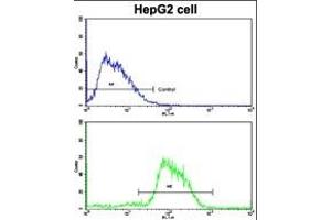 Flow cytometric analysis of HepG2 cells using CDH4 Antibody (N-term)(bottom histogram) compared to a negative control cell (top histogram). (Cadherin 4 抗体  (N-Term))