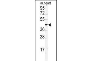 Western blot analysis of DCC1 antibody (N-term) (ABIN389400 and ABIN2839490) in mouse heart tissue lysates (35 μg/lane). (DSCC1 抗体  (N-Term))