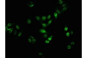 Immunofluorescence (IF) image for anti-B-Raf proto-oncogene, serine/threonine kinase (BRAF) (pThr401) antibody (ABIN7127681)
