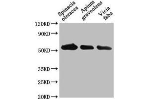 Western Blot Positive WB detected in: Spinacia oleracea leaf tissue, Apium graveolens leaf tissue, Vicia faba leaf tissue All lanes: PEX14 antibody at 1:1000 Secondary Goat polyclonal to rabbit IgG at 1/50000 dilution Predicted band size: 56 kDa Observed band size: 56 kDa (PEX14 抗体  (AA 288-507))