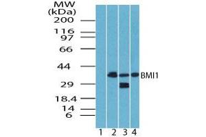 Image no. 1 for anti-BMI1 Polycomb Ring Finger Oncogene (BMI1) (AA 270-320) antibody (ABIN960099) (BMI1 抗体  (AA 270-320))