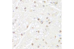 Immunohistochemistry of paraffin-embedded mouse brain using POLR2B antibody (ABIN5973522) at dilution of 1/100 (40x lens). (POLR2B 抗体)