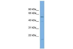 WB Suggested Anti-BECN1 Antibody Titration: 0. (Beclin 1 抗体  (Middle Region))