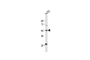 CYP27B1 抗体  (C-Term)