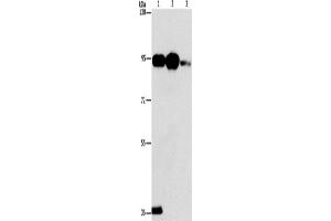 Western Blotting (WB) image for anti-Phospholipase A2, Group IVB (Cytosolic) (PLA2G4B) antibody (ABIN2432875) (PLA2G4B 抗体)