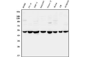 Western blot analysis of CTBP2 using anti-CTBP2 antibody (ABIN3042768). (CTBP2 抗体  (AA 321-445))