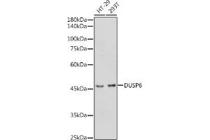 Western blot analysis of extracts of various cell lines, using DUSP6 antibody (ABIN3017520, ABIN3017521, ABIN3017522 and ABIN6220131) at 1:1000 dilution.