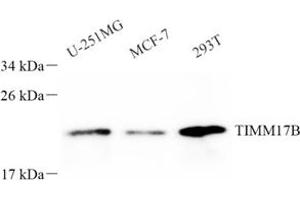 Western blot analysis of TIMM17B (ABIN7075982) at dilution of 1: 800 (TIMM17B 抗体)