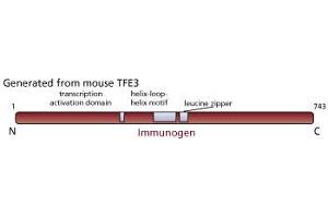 Image no. 1 for anti-Transcription Factor E3 (TFE3) antibody (ABIN967449) (TFE3 抗体)